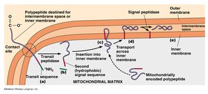 Targeting of proteins to mitochondrial membranes or intermembrane space