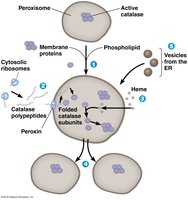 Peroxisomal protein import and assembly