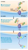 Posttranslational import into the ER using BiP