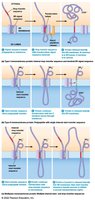 Cotranslation of transmembrane proteins