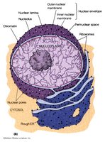 Structure of the nucleus with nuclear envelope and pores