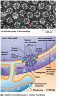 Nuclear pores in the envelope and their structure