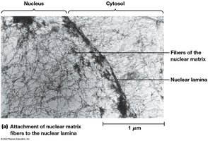 Nuclear lamina and nuclear matrix fibers