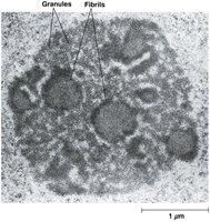 Nucleolus structure with granules and fibrils