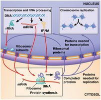 Import of nuclear proteins and other factors