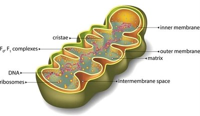 Labeled diagram of mitochondrial structure