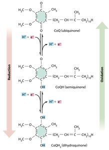 Redox states of coenzyme Q (ubiquinone)