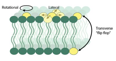 Chemiosmotic coupling of electron transport and ATP synthesis