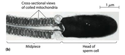 Mitochondrial structure with labeled compartments