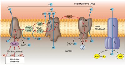 Detailed diagram of the electron transport chain complexes and proton pumping