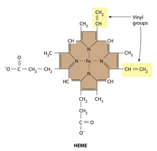 Structure of heme group in cytochromes