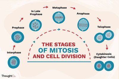 Stages of mitosis and cell division