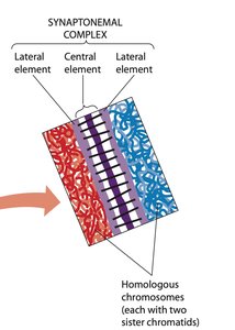 Crossing over diagram