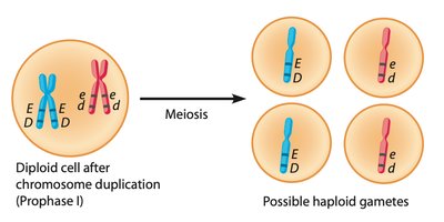 Errors in crossing over diagram
