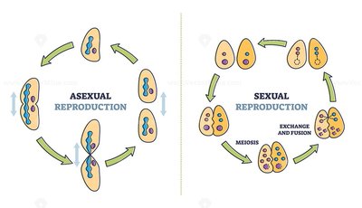 Asexual vs. sexual reproduction diagram