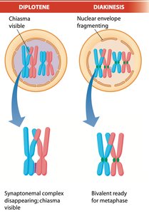 Metaphase I diagram