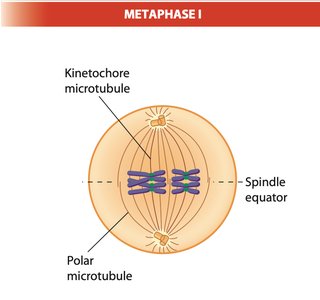 Anaphase I diagram