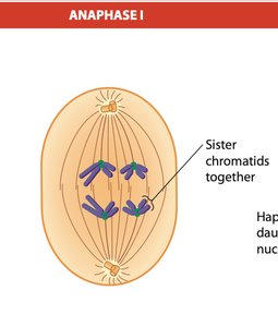 Telophase I and cytokinesis diagram