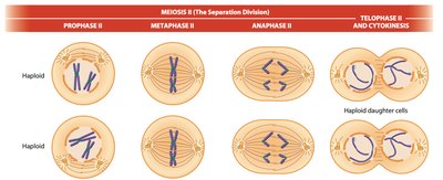 Meiosis II stages diagram