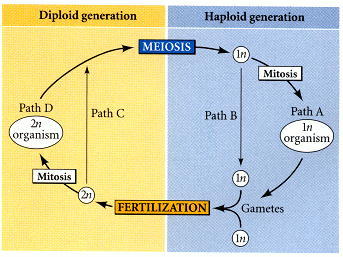 Diploid and haploid generations in life cycle