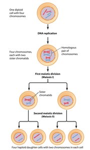 Meiosis overview diagram