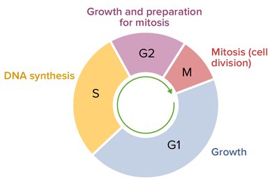 Cell cycle diagram