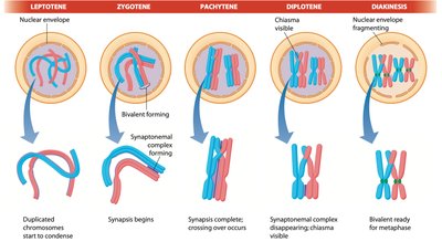 Prophase I stages diagram