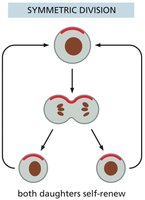 Symmetric stem cell division