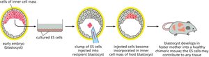 Pluripotency of ES cells in chimeric mouse formation