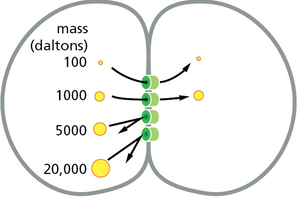 Gap junction size selectivity
