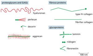 Major ECM components
