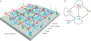 ECM network structure and interactions