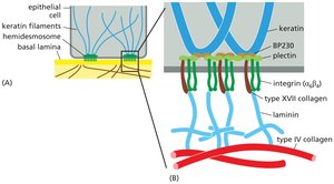 Hemidesmosome structure