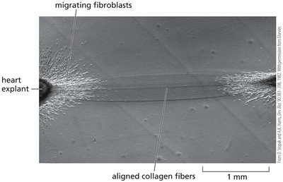 Fibroblasts aligning collagen fibers