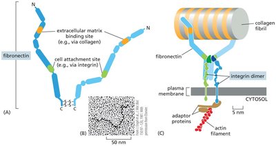 Fibronectin and integrin-mediated cell-ECM attachment