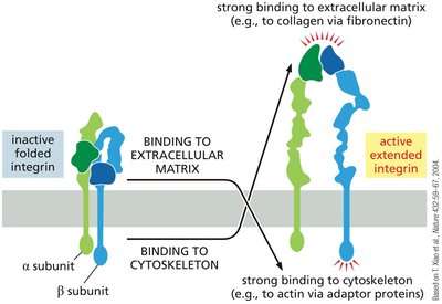 Integrin activation and conformational change