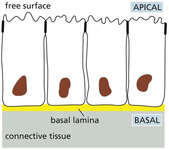 Types of epithelial sheets and their organization