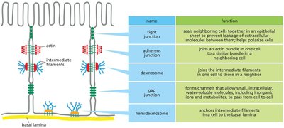 Summary table of epithelial cell junctions
