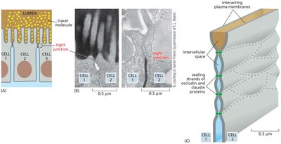 Structure and function of tight junctions