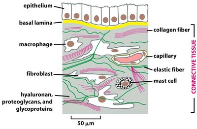 Diagram of connective tissue showing ECM components