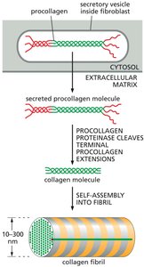 Schematic of procollagen processing and fibril assembly