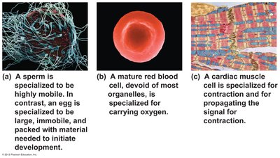 Specialized cells: sperm, red blood cell, cardiac muscle cell