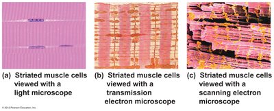 Scale of biological structures and microscopy limits