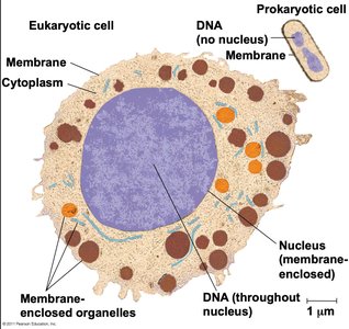 Comparison of prokaryotic and eukaryotic cell structure