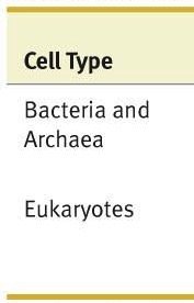 Table comparing prokaryotes and eukaryotes