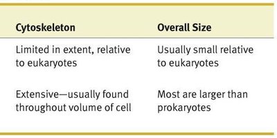 Table comparing cytoskeleton and size in prokaryotes and eukaryotes