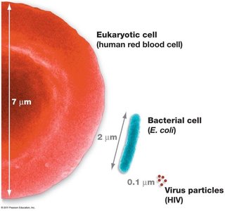 Relative sizes of eukaryotic cell, bacterial cell, and virus