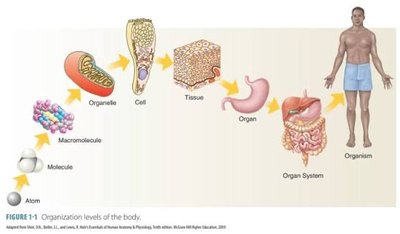 Levels of biological organization from atom to organism