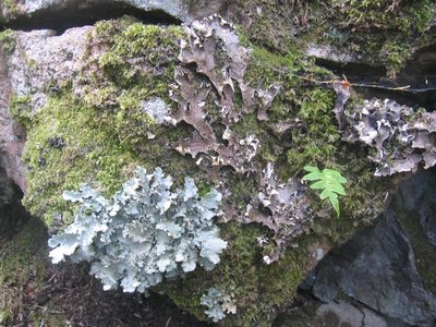 Lichen growing on a rock, illustrating the distinction between living and non-living matter