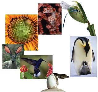 Diverse living organisms, including plants, animals, and fungi